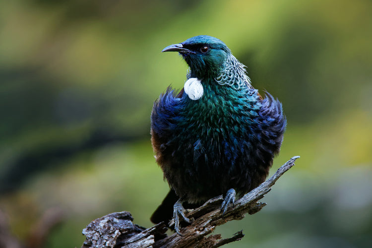 Tui Collection : Music of Nature - Gilded Kea Jewellery