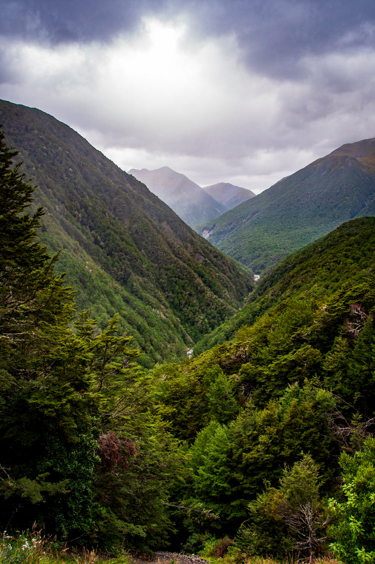 Forest Life : Whispers of the Wind