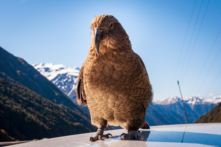 Kea Collection : Spirit of New Zealand's wilderness - Gilded Kea Jewellery